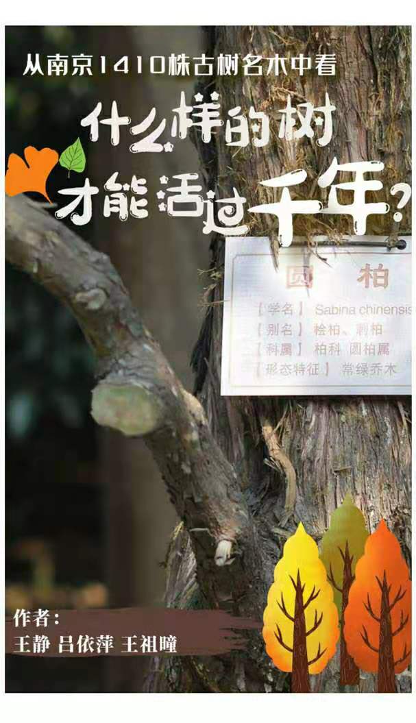 從南京1410株古樹名木看什麼樣的樹可以活過千年？王靜、呂依萍、王祖瞳