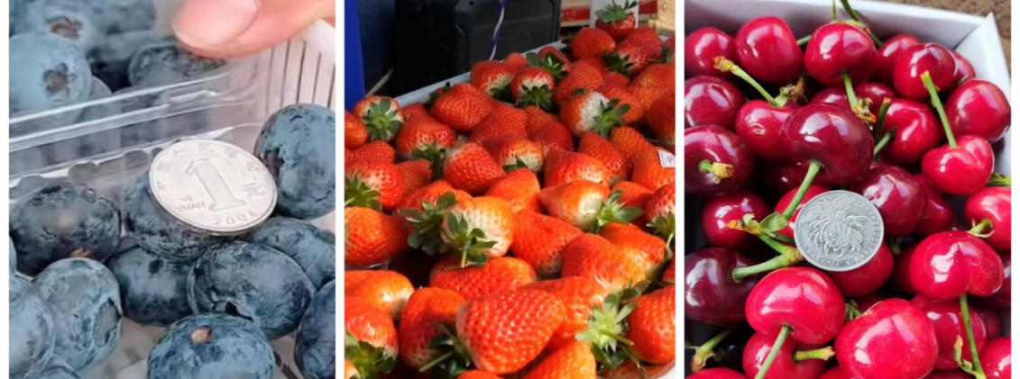 图7 引进新品种以及多种作物